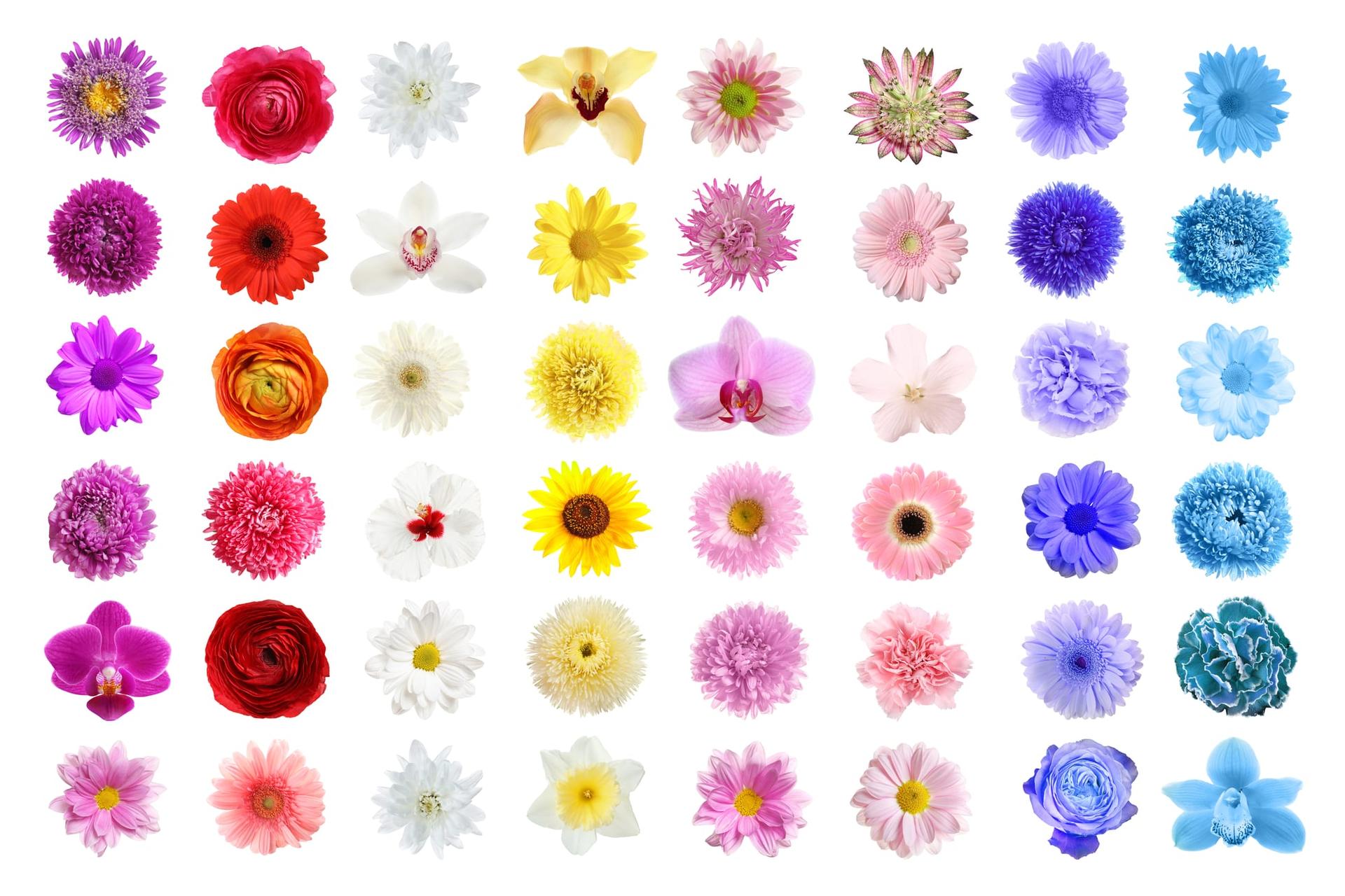 A set of many different flower varieties arranged together