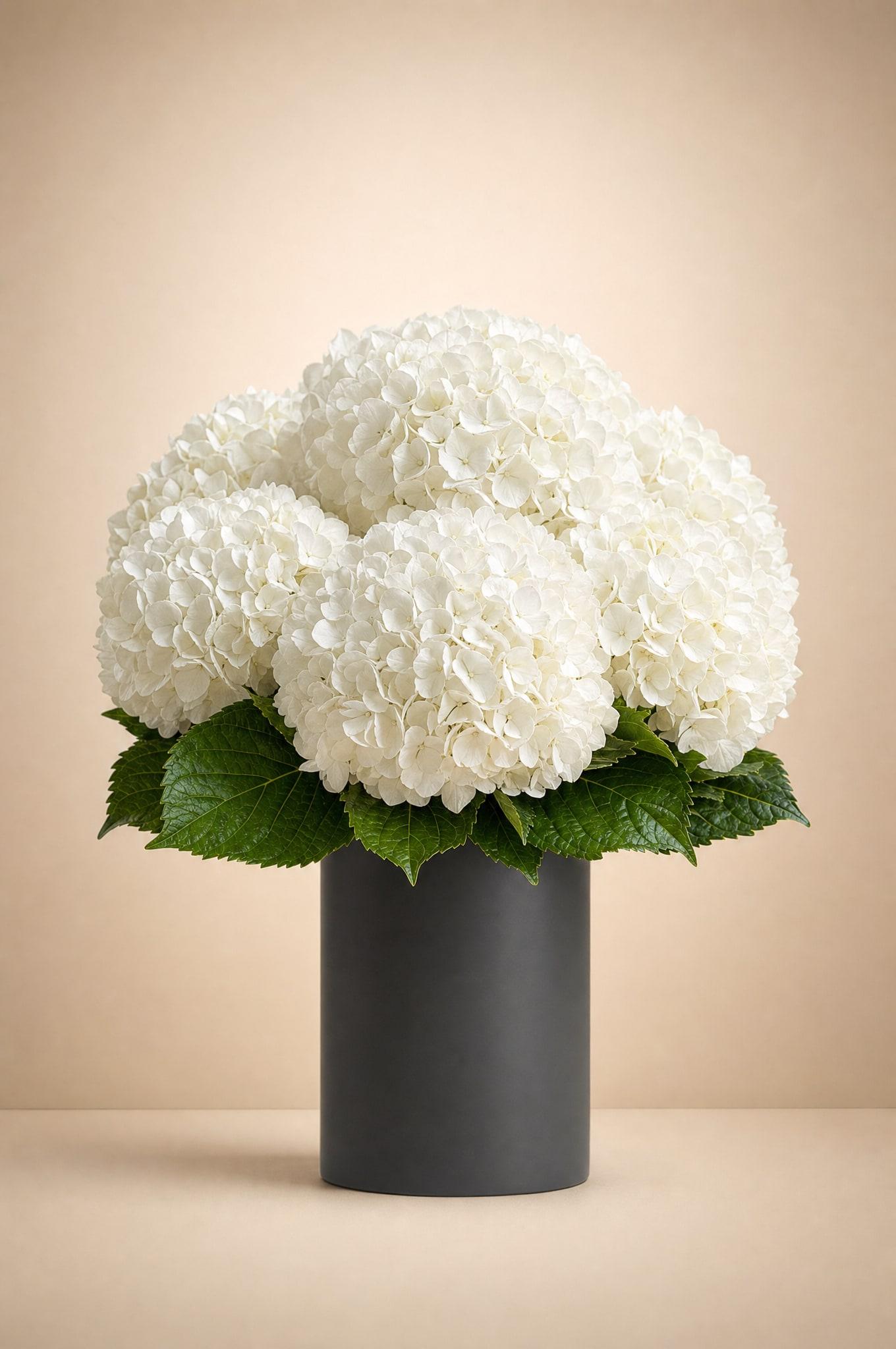 Dome of large white hydrangea heads with green leaves in a matte charcoal cylinder vase